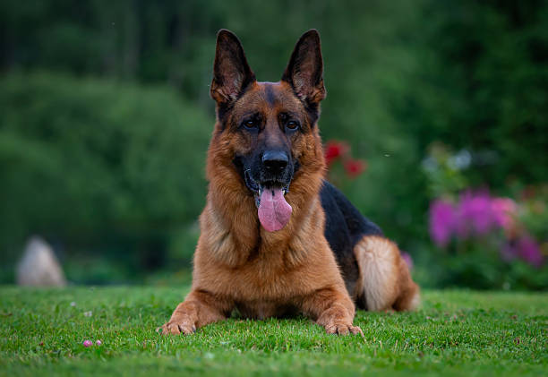 A German Shepherd lies comfortably on the grass, enjoying a peaceful moment with its tongue playfully sticking out. The serene green background enhances the calm and happy atmosphere.