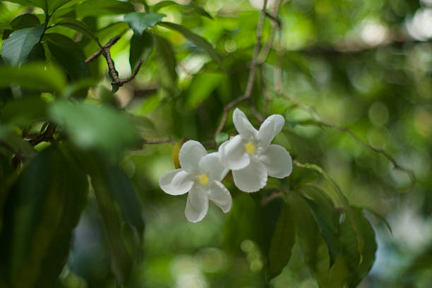 Tropical plants and flowers are exuberant in colors and shapes. Majestic or small, the beauty in nature is always fascinating.