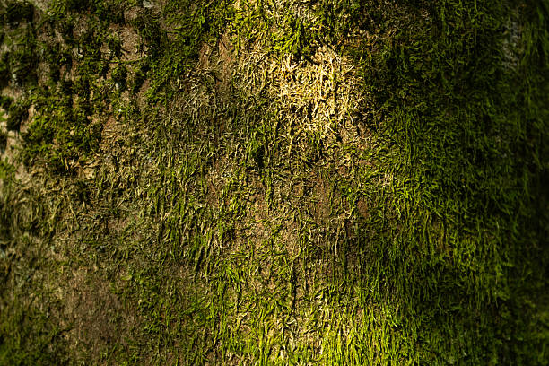 Tree bark with moss, close-up tree texture.Black Forest - Germany.