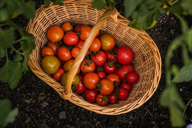 istock Ripe tomatoes on plant 2233420052