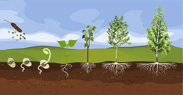 Pousse Racinaire Images vectorielles et graphiques gratuites de birch seed tree plant ...