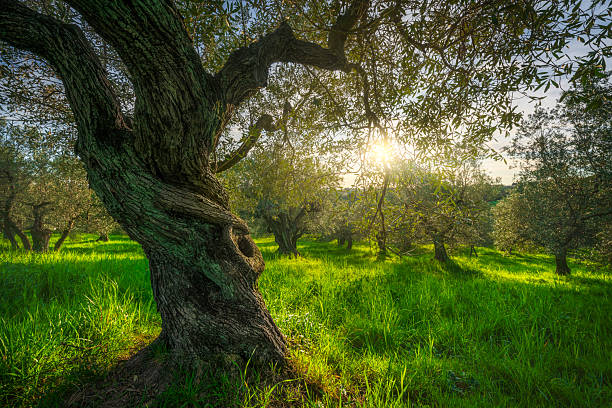 istock Old tree in olive grove in Alta Maremma. Casale Marittimo 2233422015