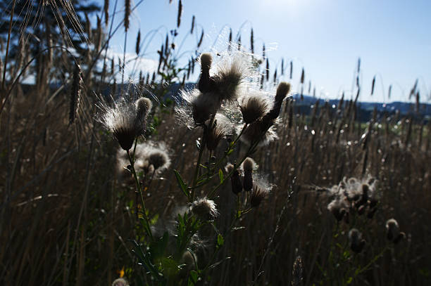 Thistles that spread their seeds in the morning hours