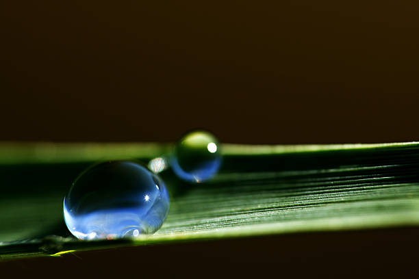 Water drops on grass