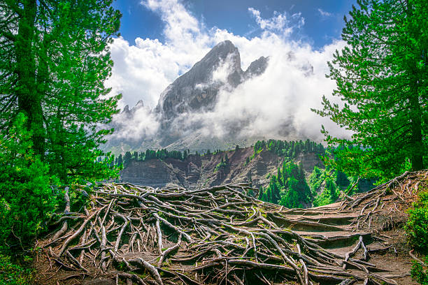 Dramatic view of Sass de Putia peak through clouds with tangled tree roots in foreground, framed by green forest at Passo delle Erbe, Dolomites, South Tyrol, Italy