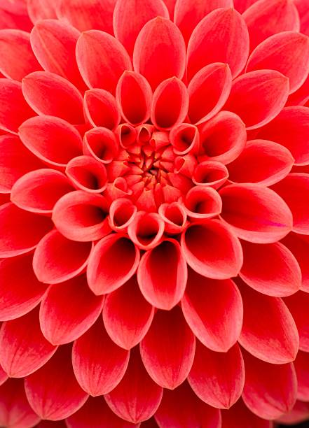 istock Vibrant red dahlia flower close-up. 2233425466
