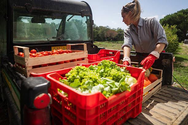 istock Female farmer loading fresh vegetables in Italy 2233427141