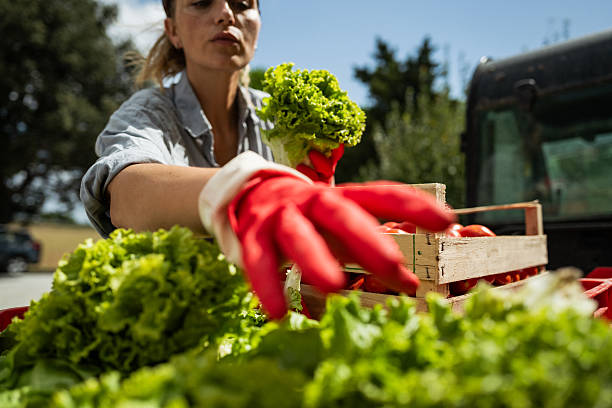 istock Farmer harvesting fresh lettuce in countryside 2233427274