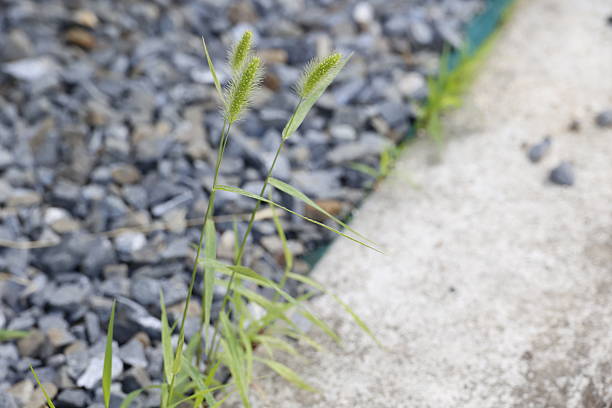 istock Gravel and foxtail 2233427541