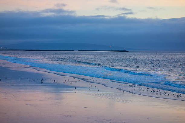 A flock of shorebirds forages on the wet, reflective sand of a beach, with gentle waves rolling in towards the shore and two distant breakwaters under a moody, blue and gray twilight sky.