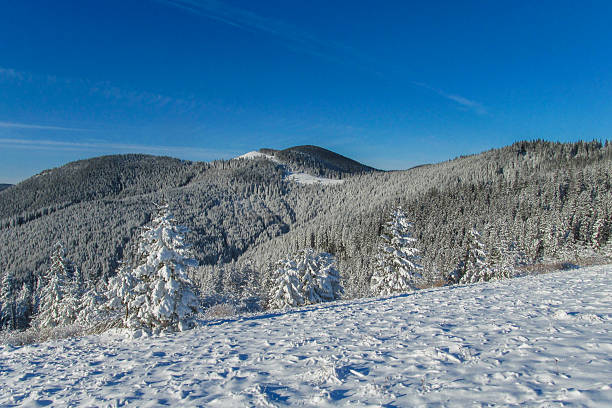 istock Winter mountain forest fir trees covered with snow 2233428642
