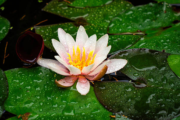 istock Lotus, pink water lilies flowers 2233429951