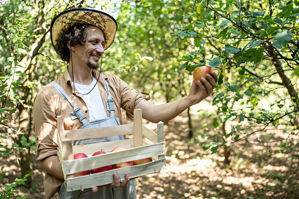 Man Harvesting Apples in a Sunny Orchard Carrying a Wooden Basket