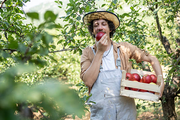 Farmer Enjoying Freshly Picked Apples in a Sunny Orchard Setting