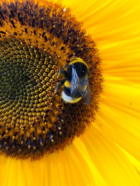 Sunflower with bright yellow petals and a brown core. In the center of the flower sits a furry bumblebee collecting nectar and pollen. The atmosphere of summer, nature, ecology and the importance of pollination for the environment