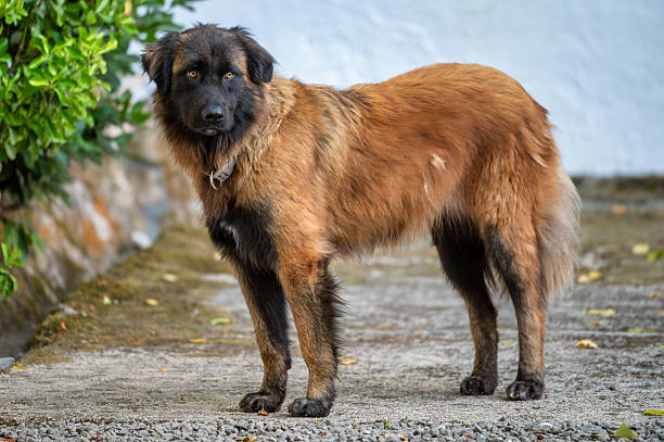 Western USA Outdoors and Pets Anatolian Shepherd  Mix Dog Profile at Sunset Canine Photo Series