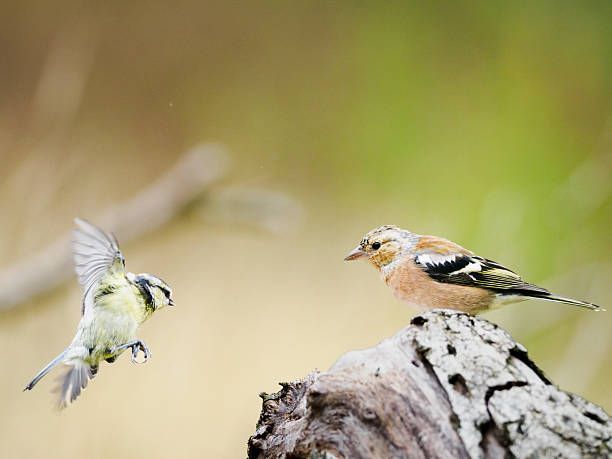 istock A Blue Tit and Chaffinch 2233432361