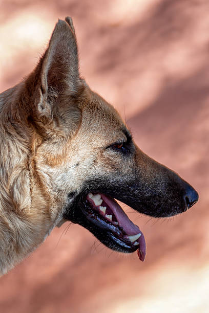 German Shepherd dog pet portrait side view, headshot outdoors wall background