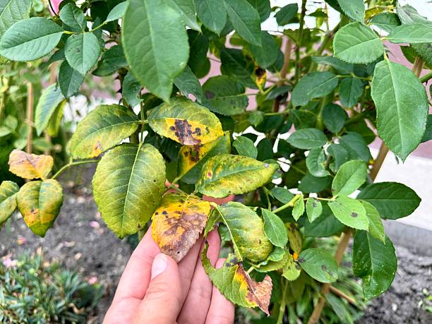 istock black spots on rose leaves. rose diseases. black spot 2233435787