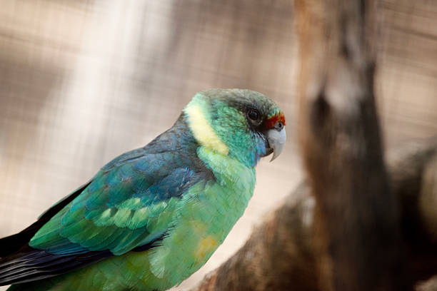 The Australian Ringneck mostly green, with an obvious yellow band on the hind-neck.