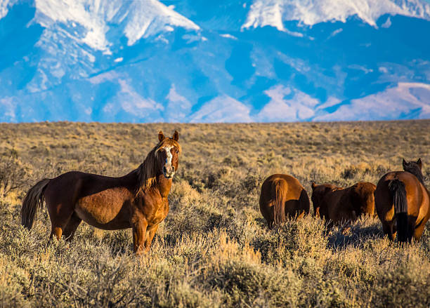 istock Wild Palomino Mustang Stallion with Two Mares and One Foal 2233437027