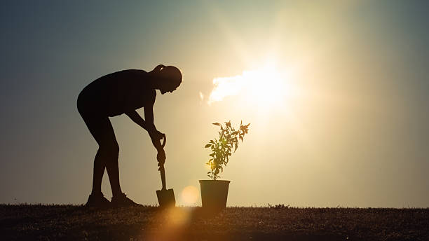 istock Silhouette of an individual digging the ground while planting a young tree at sunset, symbolizing growth, effort, and a connection to nature 2233441855
