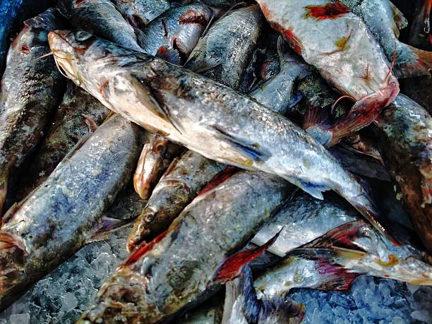 A close-up view of a selection of freshly caught fish on ice, highlighting their textures and colors, displayed at a seafood market ready for sale.