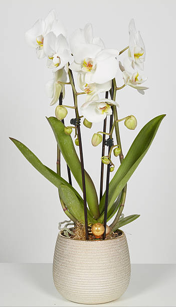istock White orchid blooming in a pot isolated nature background with clipping path 2233442392