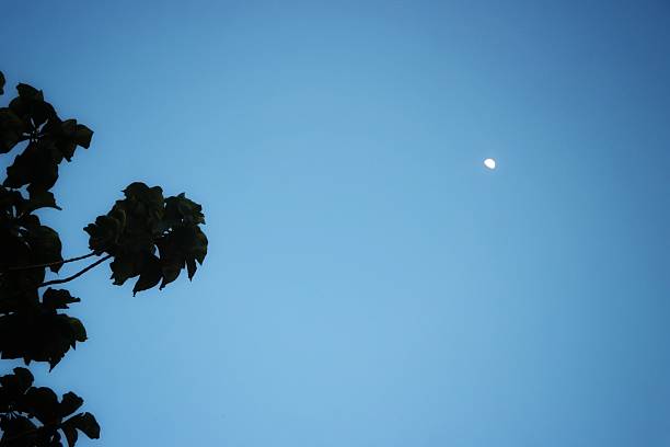istock Clear blue sky with the moon visible and some dark tree leaves on the side. 2233442399