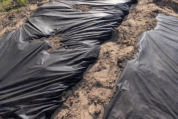 istock the ground in the field is covered with black dense cellophane to slow down or kill weeds, black dense mulch to control weeds 2233444252