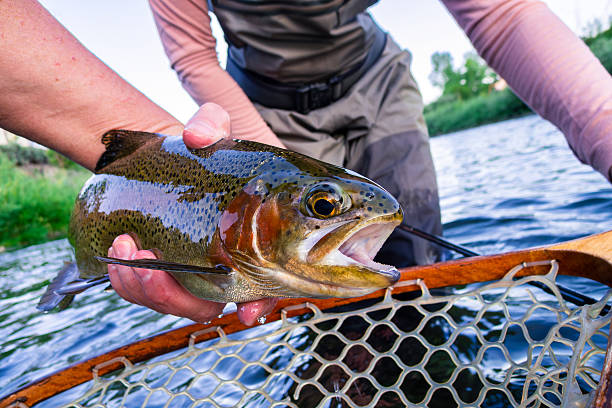 istock Holding a Rainbow Trout Fly Fishing 2233445057