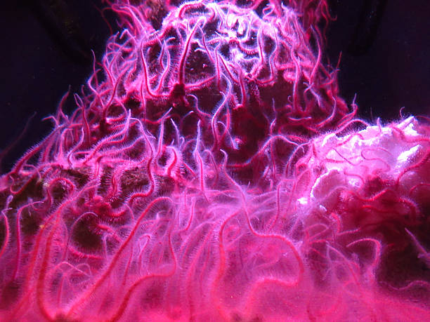 istock Group of Purple Brittle Stars 2233446688