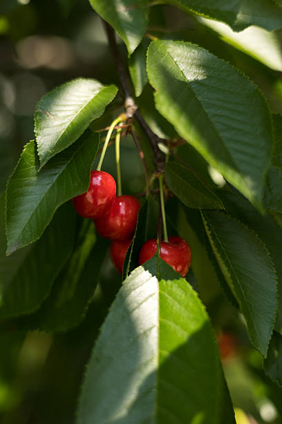 istock Juicy, ripe, red cherries hanging from cherry tree branch 2233447445