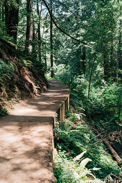 istock Curved walkway through Muir Woods 2233447705