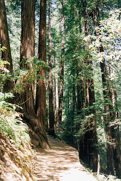 Walking through a trove of redwoods in Muir Woods in Mill Valley, California, United States