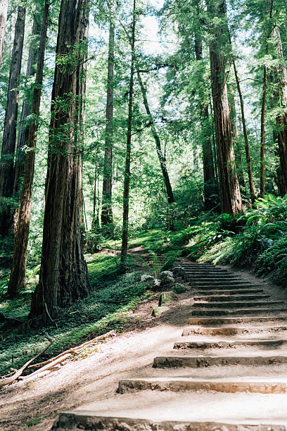 Curved stairway trail through Muir Woods Redwood Forest in Mill Valley, California, United States