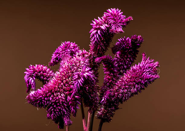 istock Vibrant pink Celosia flowers against a warm terracotta background 2233447761