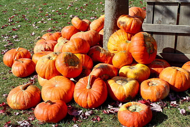 istock Pumpkins on the ground surrounded by colorful leaves 2233448253