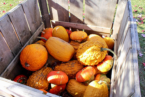 istock Harvest bin filled with textured pumpkins in all different sizes 2233448255