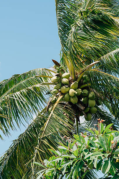 istock Looking up at coconuts in a Coconut Tree with blue skies 2233448359