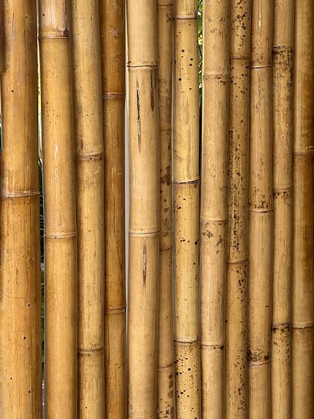 Golden Bamboo