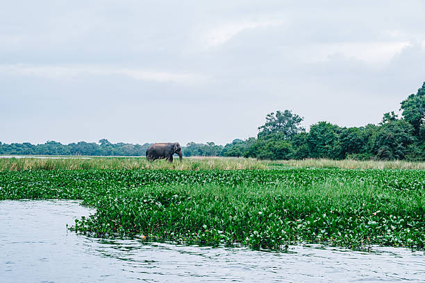 Distant view of elephant in swamp, Polonnaruwa