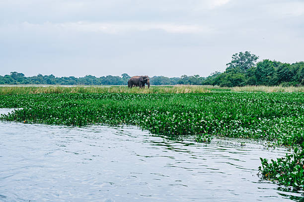 istock Distant view of elephant in swamp 2233451445