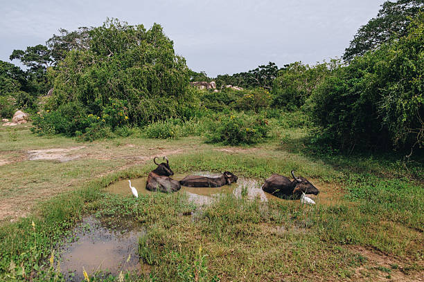 Kaffernbüffel / African buffalo / Syncerus caffer