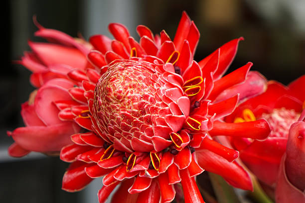 Close up of a red spiral ginger flowers (Costus woodsonii) with lush green leaves.