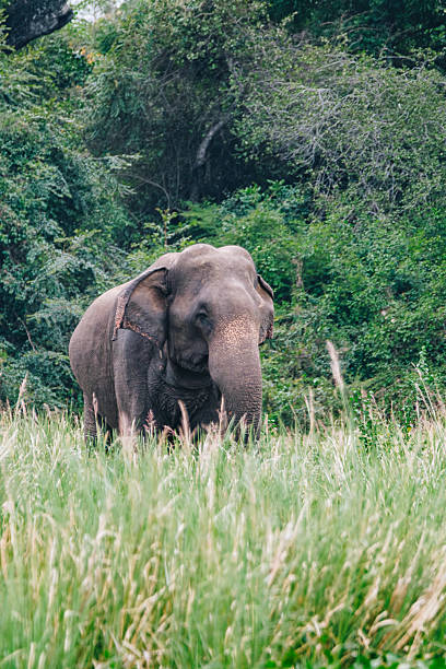istock Elephant eating tall grasses in swamp 2233451695