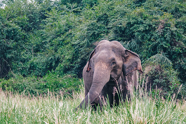istock Elephant eating tall grasses in swamp 2233451817