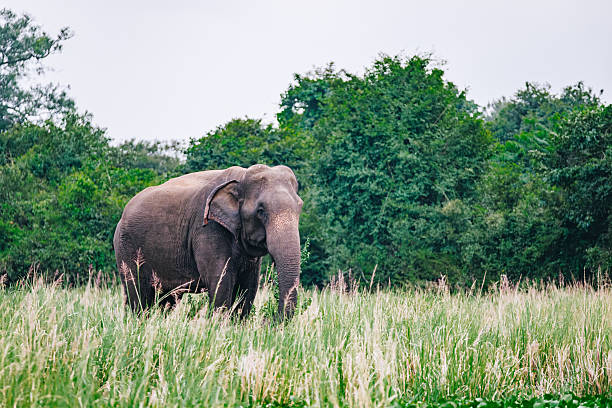 Elephant eating tall grasses in swamp, Polonnaruwa