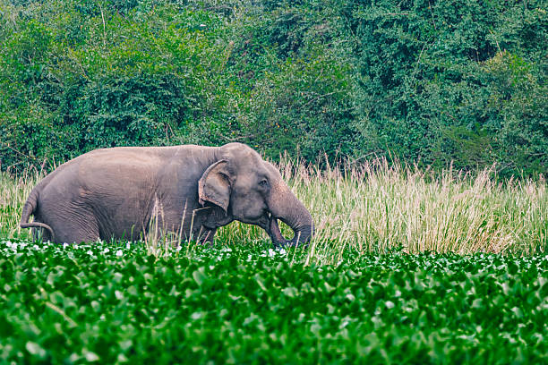 Elephant eating tall grasses in swamp, Polonnaruwa