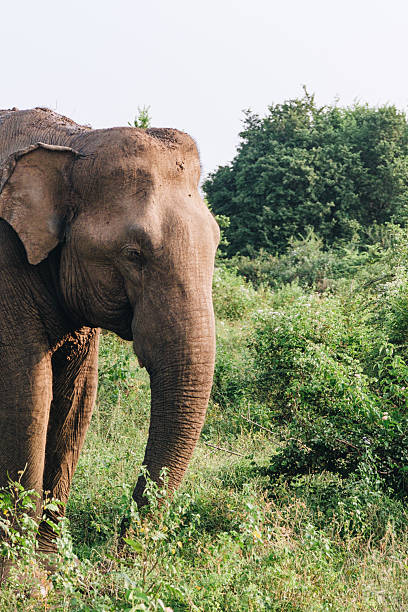 istock Close-up of Indian elephant 2233452097